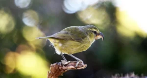 Un kiwikiu reposait sur une branche