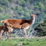 Les écologistes demandent d'augmenter la protection et la surveillance contre le braconnage des cerfs avec des jeunes en berrocal (Huelva)
