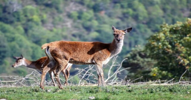 Ecologistas piden aumentar la protección y vigilancia ante la caza furtiva de ciervas con crías