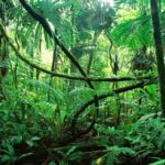 Les incendies ont provoqué que en 2024 deux fois plus de forêts tropicales primaires ont été perdues