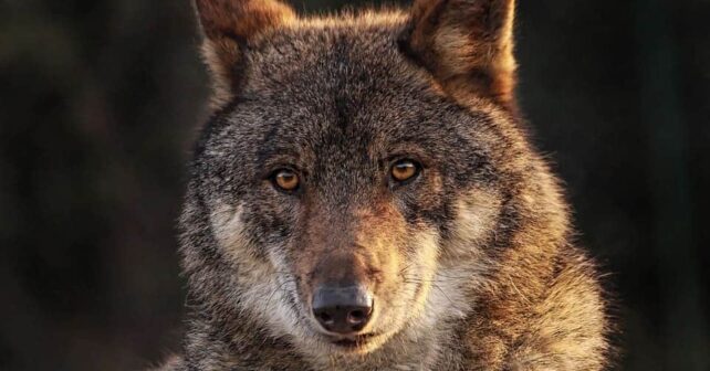 lobos ibéricos ejecutados Cantabria