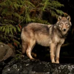 Les loups ne sont pas en sécurité en Colombie-Britannique. Un partenariat des Premières nations a décidé de les protéger.
