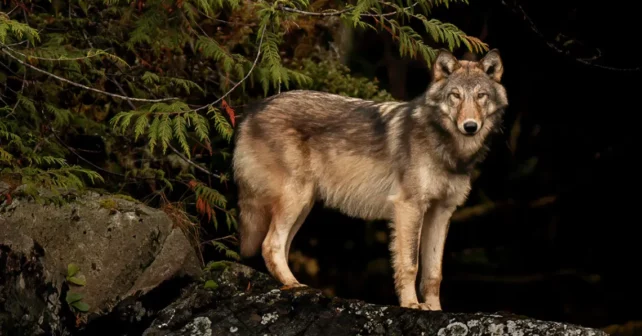 Un loup beige et brun se dresse sur un rocher à côté d'un arbre la nuit