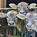 Les organisations environnementales demandent plus d'inspections contre les abus subis par les vaches dans les fermes de l'industrie laitière