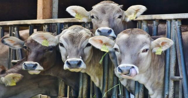 Abusos vacas industria láctea