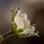 Les plantes inspirent la science lors de la récupération de l'eau de rosée