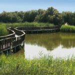 Les pluies donnent un «répit» à Las Tablas de Daimiel National Park