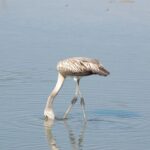 Les «vols systématiques» de l'aquifère empêchent l'arrivée de l'eau adressée à Doñana
