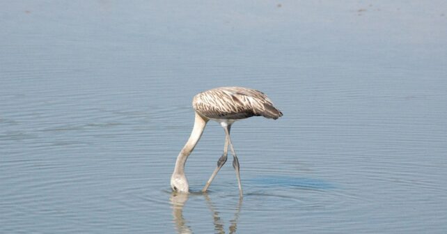 doñana