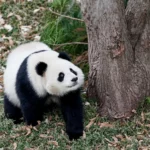 Les zoos ont-ils une place en 2025?