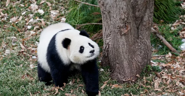 Qing Bao est en cours dans son enclos au zoo national le vendredi 24 janvier 2025 à Washington, DC | Photo d'Oliver Contreras / Sipa via AP