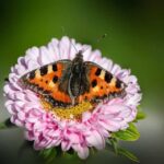 Life Chick: Création et amélioration des habitats qui augmentent les «pollinisateurs» dans le domaine agricole