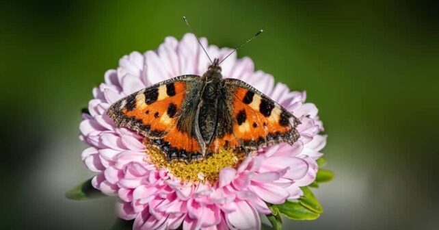 life pollinaction polinizadores agricola