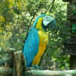 Listes positives: une solution efficace pour contrôler les espèces invasives exotiques?