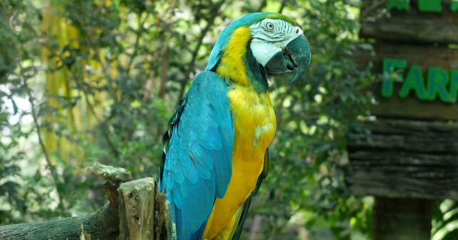 Listados positivos especies invasoras exóticas