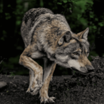 Lobos condamnés à mort en Cantabrie et en Asturies: les écologistes demandent des mesures sur l'impact sur la conservation de cette espèce