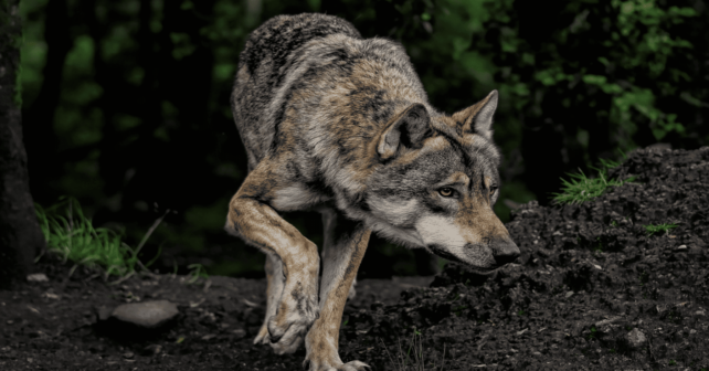 lobos