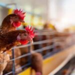 Majorque: des milliers de poulets dans la «ferme des horreurs»