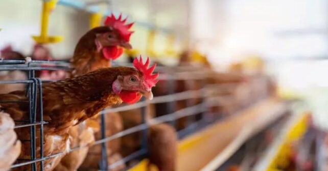 Mallorca miles de gallinas en la ‘granja de los horrores’