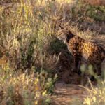 Malgré toutes les précautions, un autre lynx a frappé, cette fois en extrémité