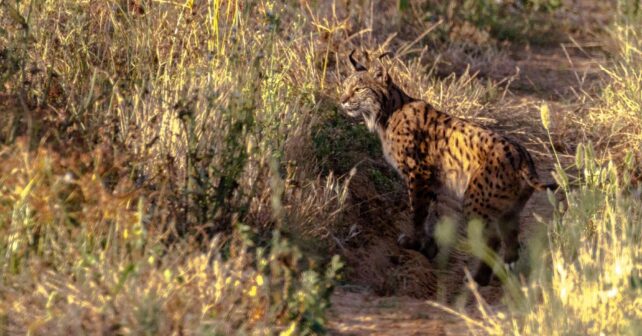 muerto lince atropellado Extremadura