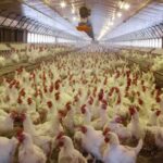 Meilleur effrayant! Dans le «Poult
