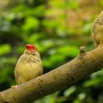 Natura 2000: 483 zones importantes pour la conservation des oiseaux et la biodiversité (IBA) ne sont pas encore protégées