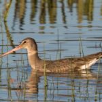 Objectif Doñana 2025: Restauration environnementale de Marisma dans des domaines tels que les Mimbrals ou El Party Stream