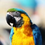 Opération Namib de Seprona: Animaux exotiques et criminels sauvés derrière les barreaux