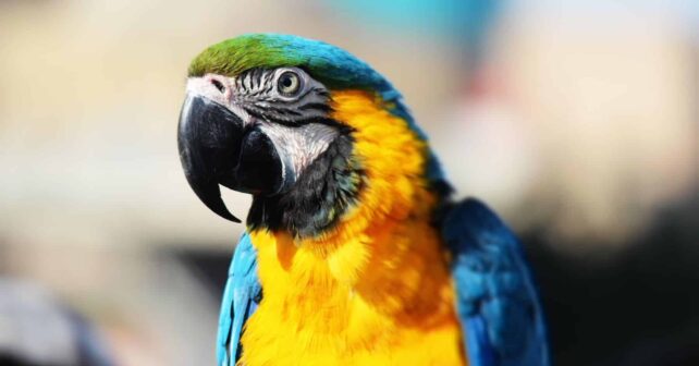 SEPRONA exoticos rescatados