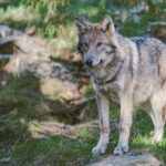 Pacma: Add et PSOE ou sont, et ils ne sont pas attendus dans la défense du loup et doivent le faire devant la Cour constitutionnelle