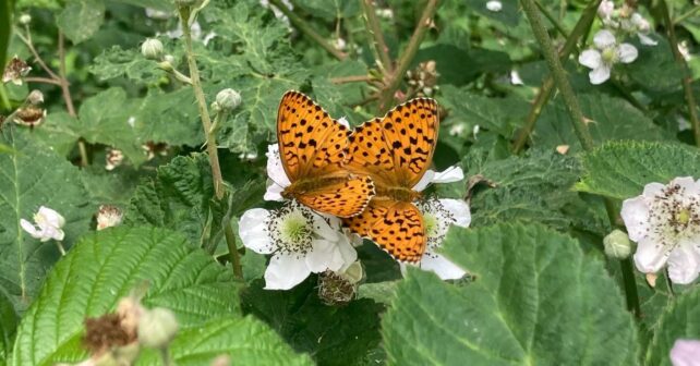 Mariposas Cataluña sequía extinguen