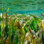 Posidonia océanique: Murcia et Valence parient sur leur conservation