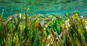 Posidonia Murcia Valencia conservación