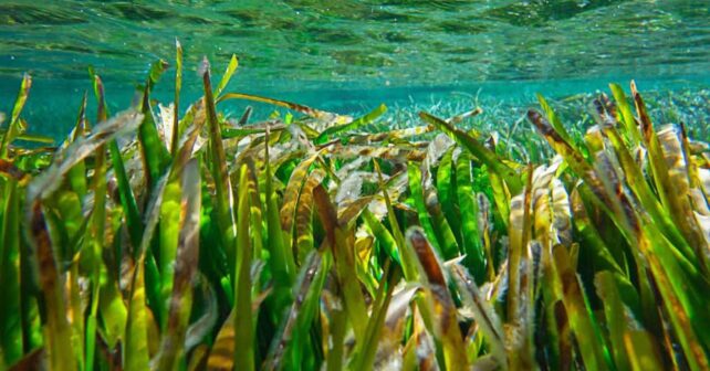 Posidonia Murcia Valencia conservación