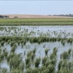 Pourquoi la récupération du «Laguna de la Janda» ne progresse pas?