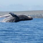 Pourquoi les baleines et autres animaux marins ont-ils une vie si longue? Maintenant, la science l'expose