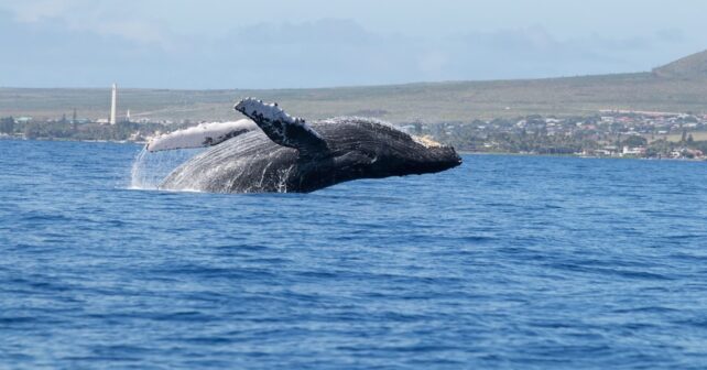 Ballenas vida longeva