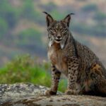 Près de Doñana a frappé 2 jeunes exemplaires de la libérienne ibérique