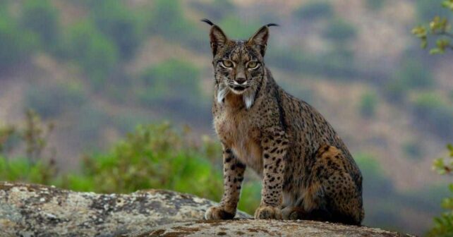 Doñana atropellado lince