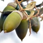 Préserver les «chênes de gland doux» (Quercus ilex) à Balaric