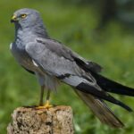 Programme de conservation de Cenizo Aguilucho: activé la campagne avec 528 couples reproducteurs