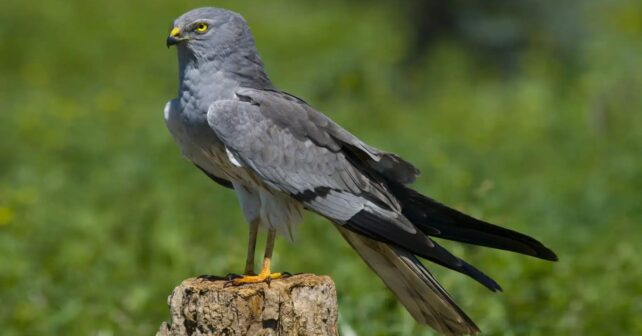 Programa de Conservación del Aguilucho Cenizo activada la campaña con 528 parejas reproductoras
