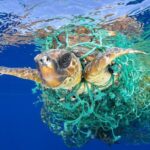 Projet « Varada C »: Réduisez la capture accidentelle des cétacés, des oiseaux et des tortues de mer dans la pêche