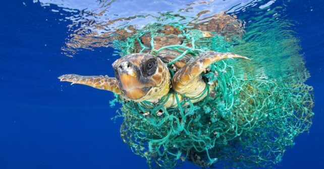 Proyecto Varada C captura accidental cetáceos aves tortugas pesca