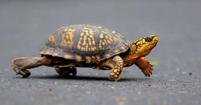 Une tortue mâle orientale se déplace sur un chemin au Wildwood Lake Sanctuary à Harrisburg, Penn.