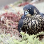 Quand les oiseaux cessent de chanter