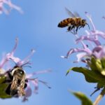 Que savez-vous des abeilles sauvages?