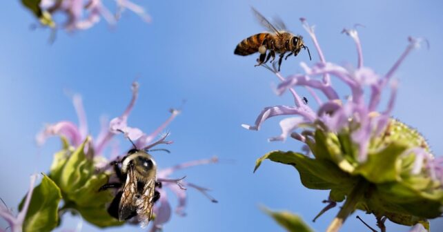 abejas silvestres