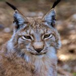 Quelque 2 000 exemplaires de Lince consolident leur présence dans 5 communautés autonomes